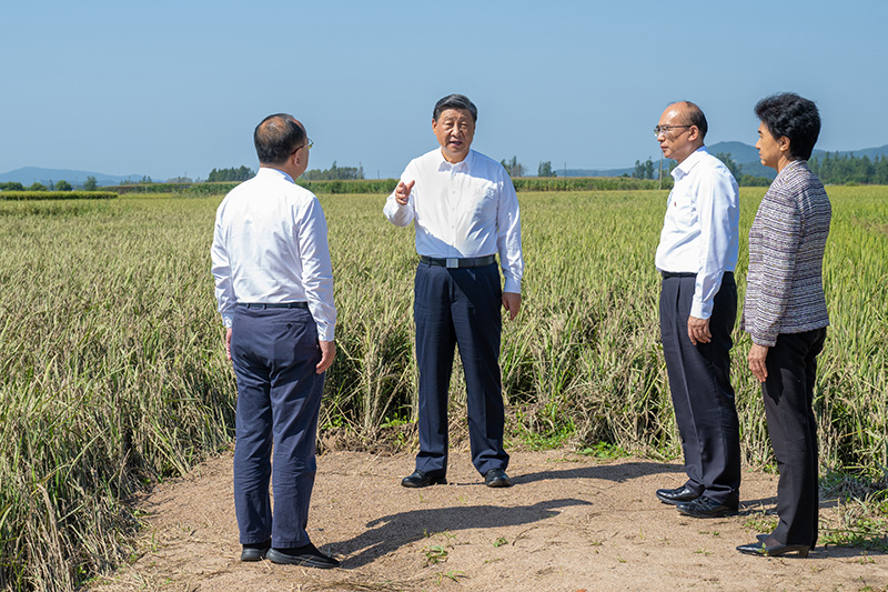 9月6日至8日，中共中央總書(shū)記、國(guó)家主席、中央軍委主席習(xí)近平在黑龍江考察。這是7日上午，習(xí)近平在遭受洪澇災(zāi)害的哈爾濱尚志市老街基鄉(xiāng)龍王廟村，察看水稻受災(zāi)情況。